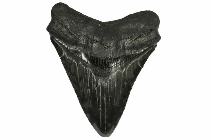 Serrated, Fossil Megalodon Tooth - Georgia #144289
